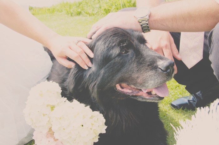 Dog, wedding rings-Darcy Oliver Design