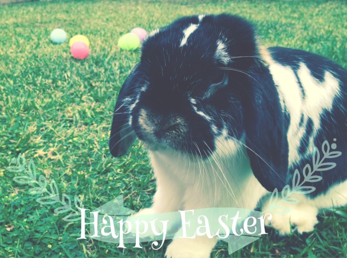 Happy Easter, holland lop, rabbit, easter bunny-Darcy Oliver Design